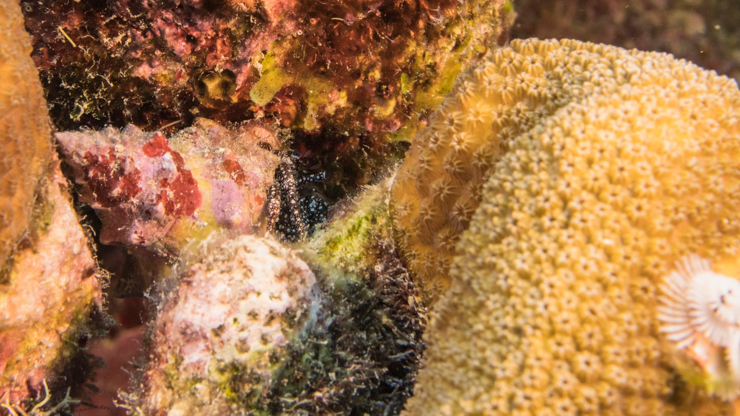 Various sea sponges in the Caribbean.