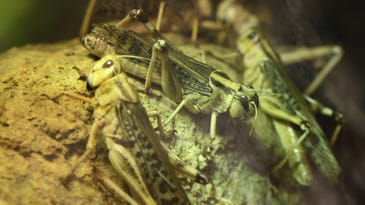Cyborg locusts may one day help search-and-rescue missions