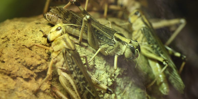 Cyborg locusts may one day help search-and-rescue missions