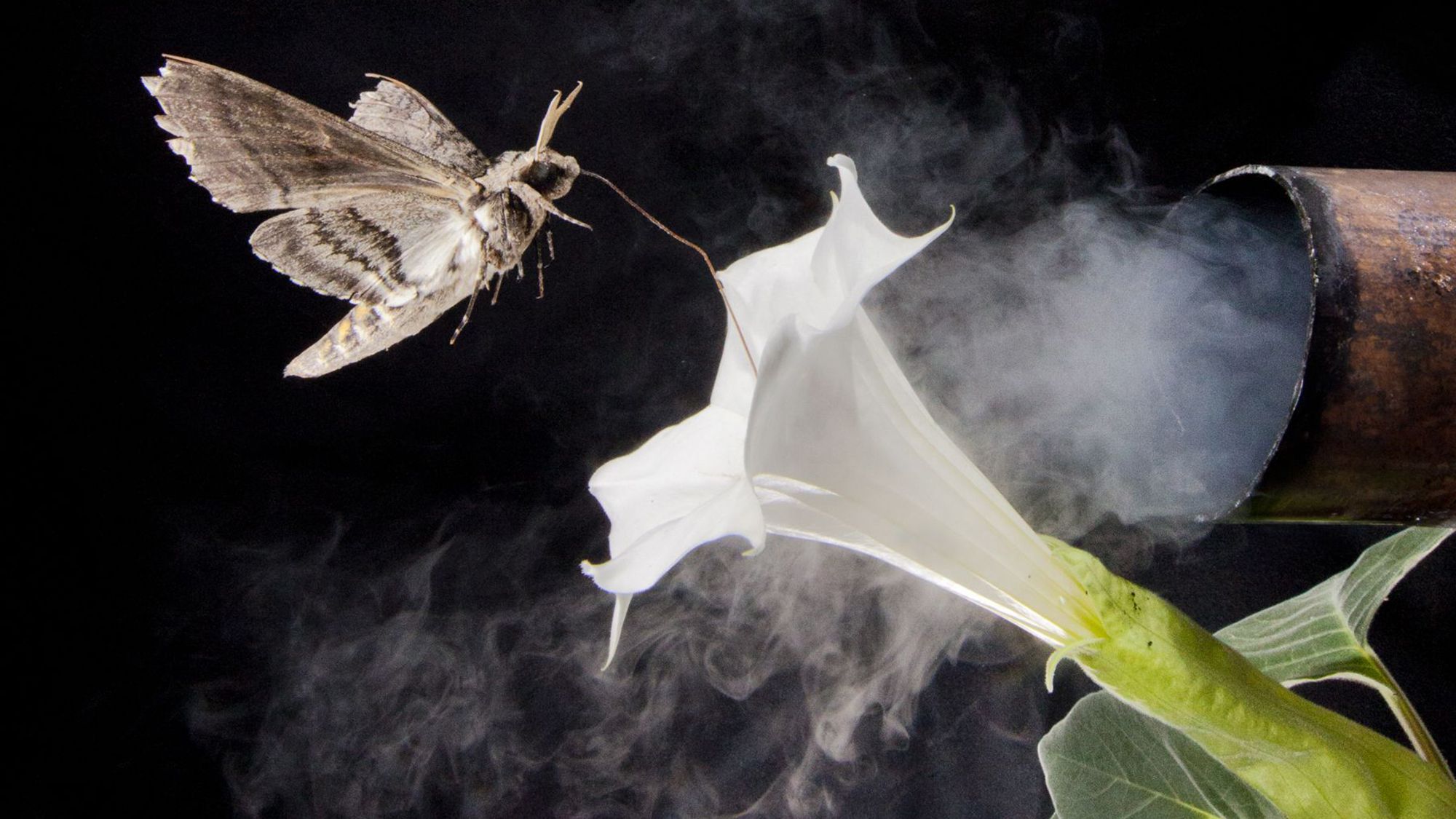 Air pollution messes with moths' ability to smell flowers - Vimarsana News