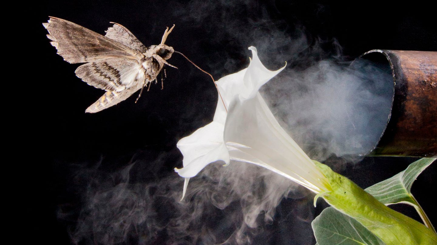 Photo illustration of hawkmoth navigating to flower during vehicle exhaust emission.