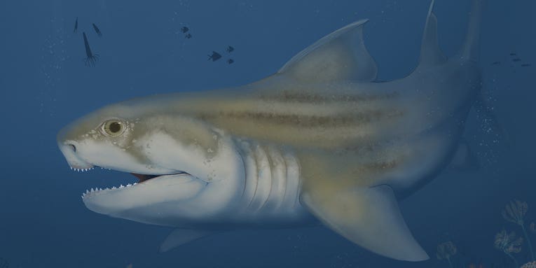 Three new ancient shark species discovered in Alabama and Kentucky