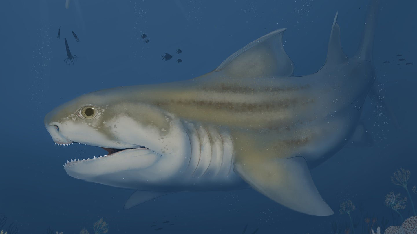 An illustration of an ancient shark called Glikmanius careforum swimming. It was about 10 to 12 feet long and had a powerful bite.