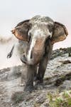 An elephant facing forward covered in sand during a sand bath