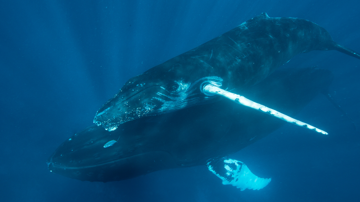 A mother and calf humpback whale swim underwater.