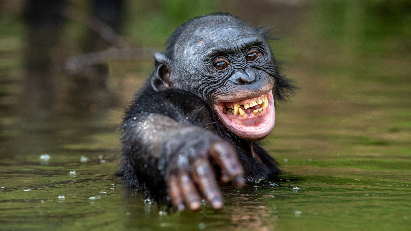 A smiling bonobo in a body of water.
