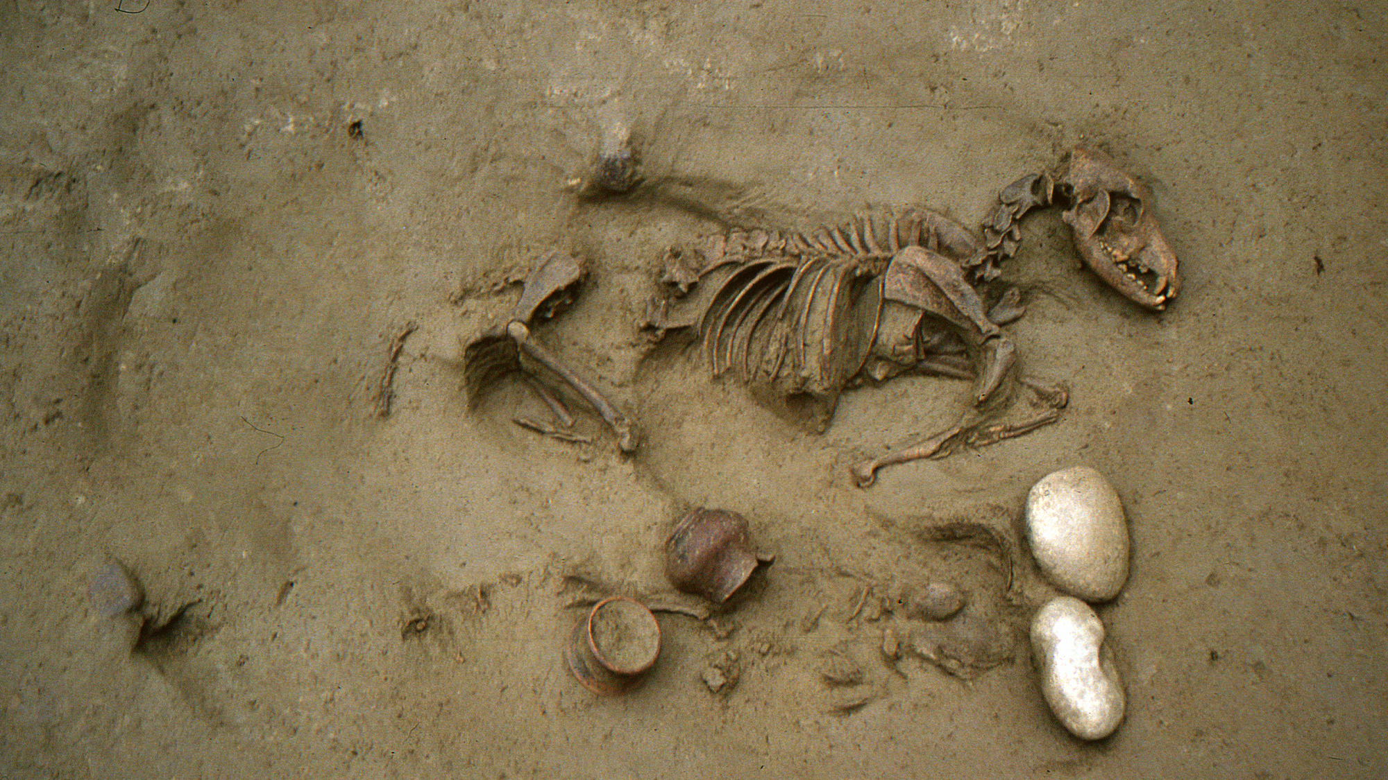 Humanos de la Edad del Hierro encontrados misteriosamente enterrados con perros y caballos