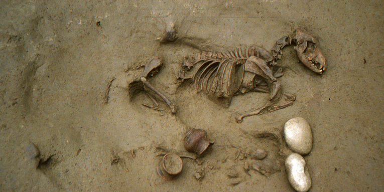 Iron Age humans found mysteriously buried with dogs and horses