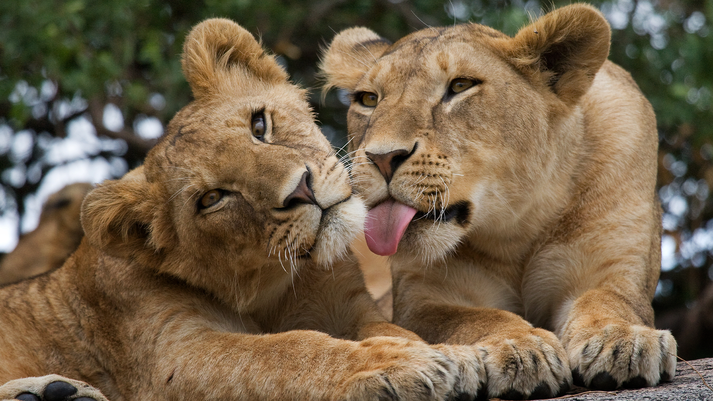Two lionesses. One tilts her head towards the left, while the other sticks out her tongue.