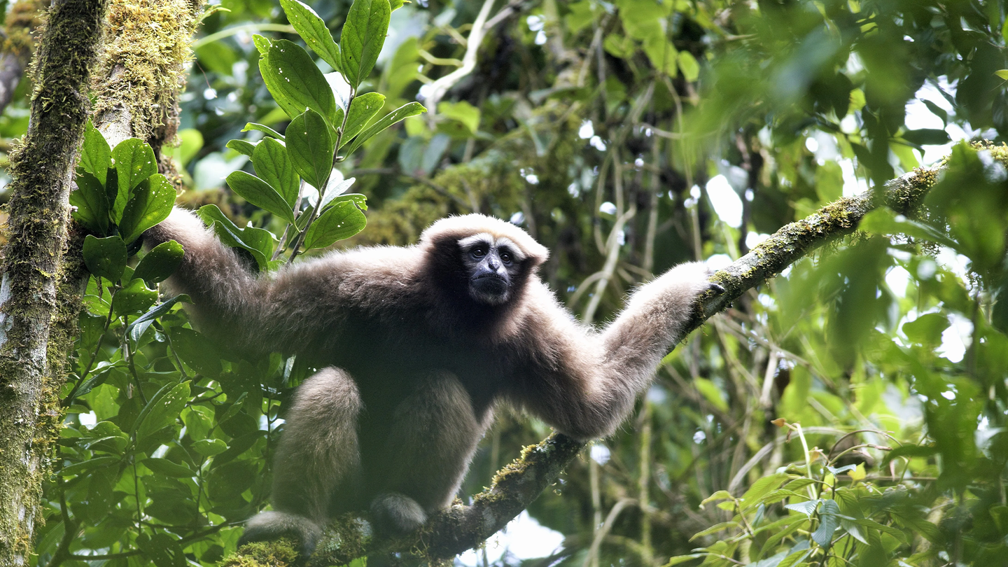 A Skywalker gibbon in a green and leafy forest. Distinguishing characteristics of Skywalker hoolock gibbons compared to other gibbons include thinner eyebrows, a black or brown beard instead of a white one, and incomplete white face rings on the females, like this adult.