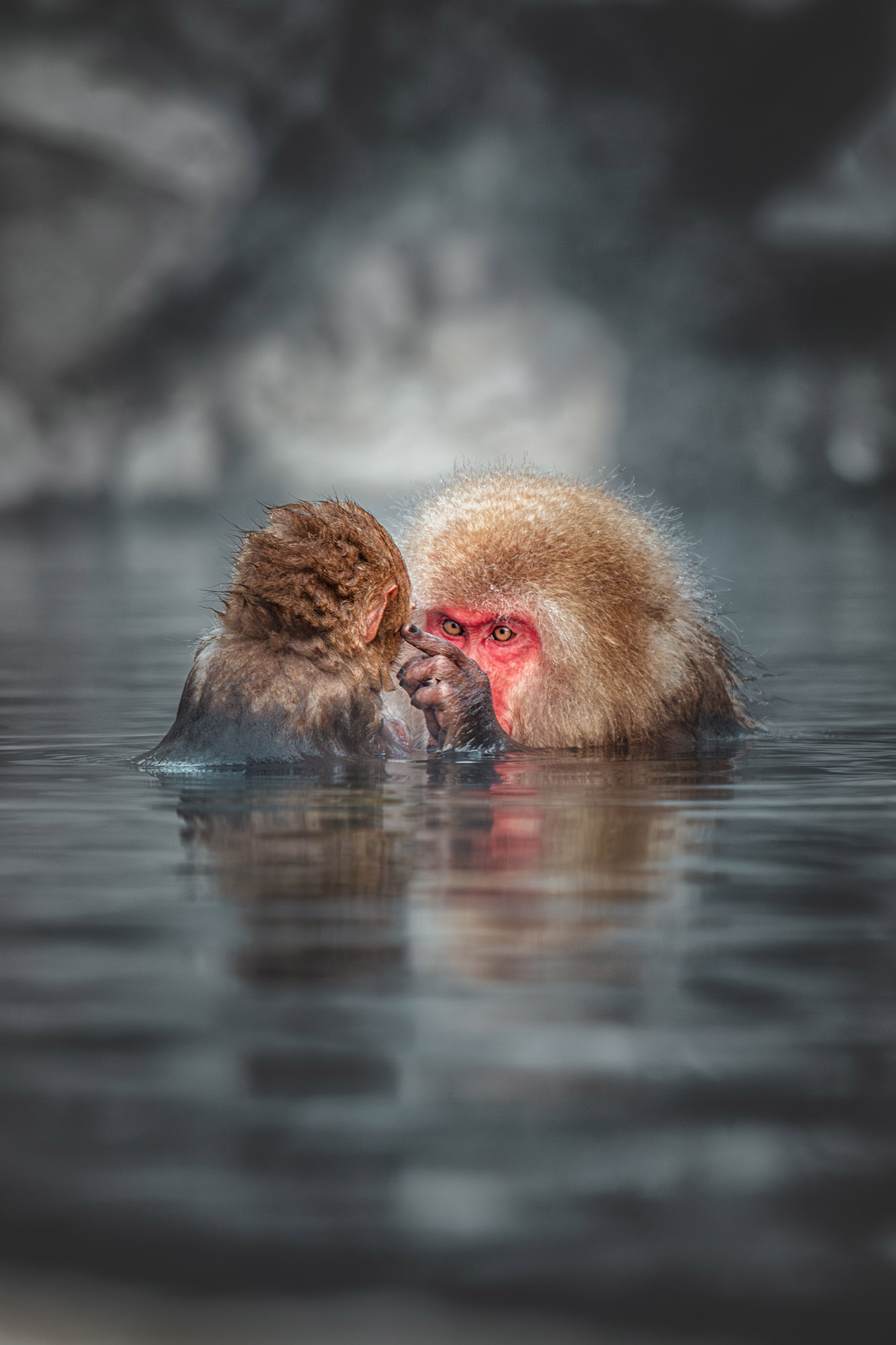 A red-faced monkey poking the face of its child