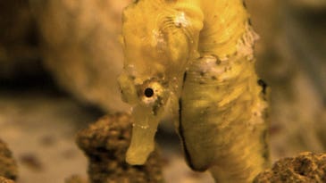 In Brazil, the seahorse black market is bustling