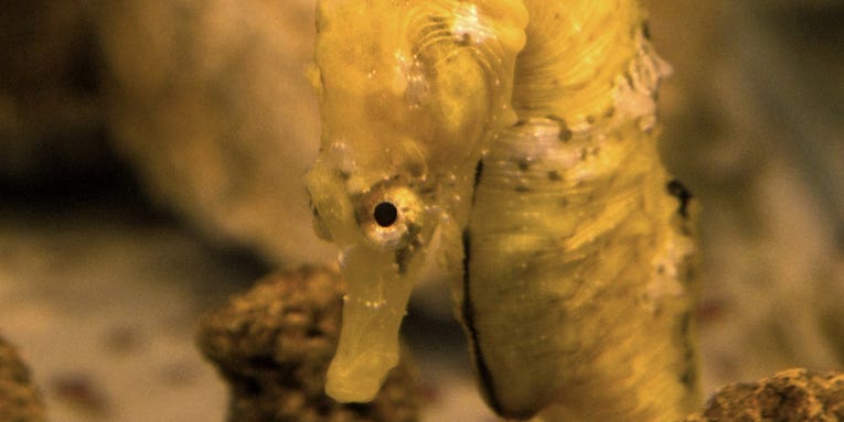 In Brazil, the seahorse black market is bustling
