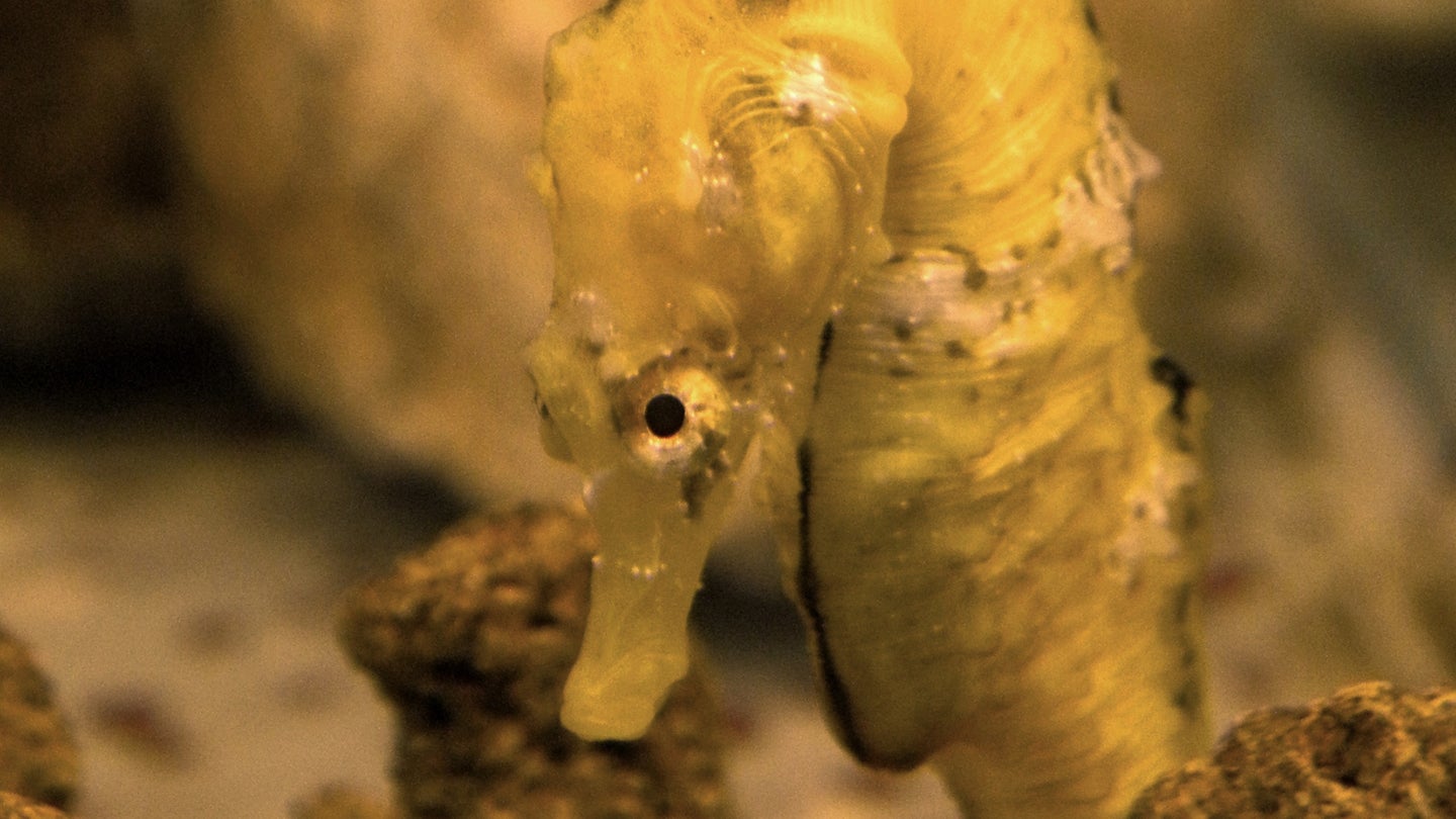 Hippocampus patagonicus seahorse