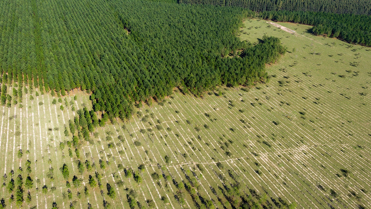 Aerial View Of Reforestation And Forest