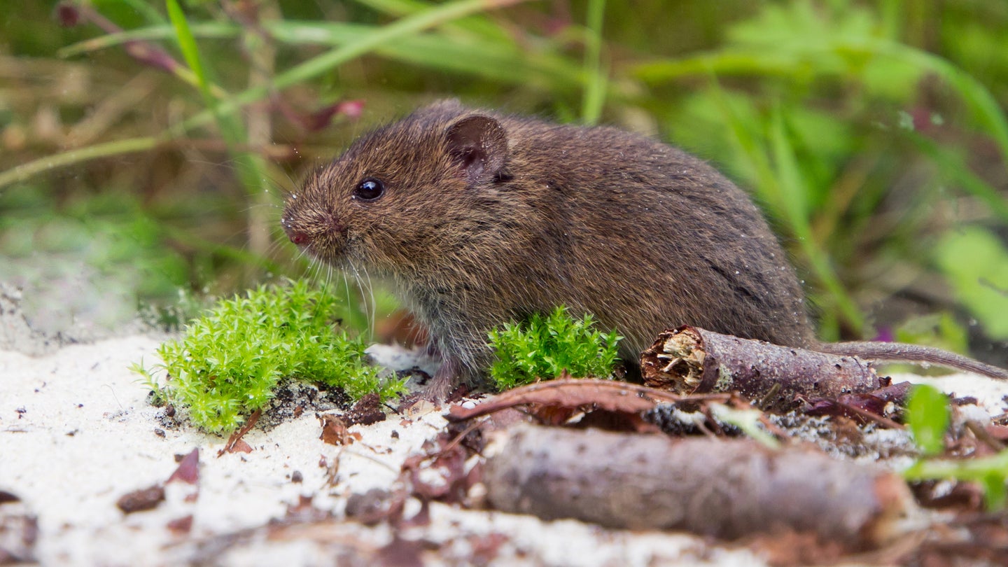 A common vole in a wooded area.