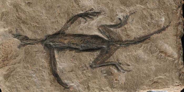 Famous 280-million-year-old fossil is partially fake