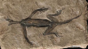 Famous 280-million-year-old fossil is partially fake