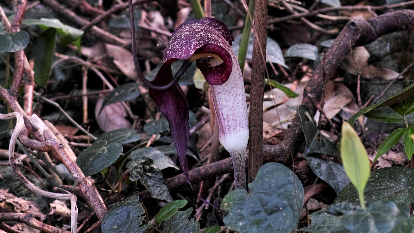 A purple and white carnivorous plant called Arisaema thunbergii growing in a forest. It has a tube and cup shaped flower and uses a musky odor to lure fungus gnats.