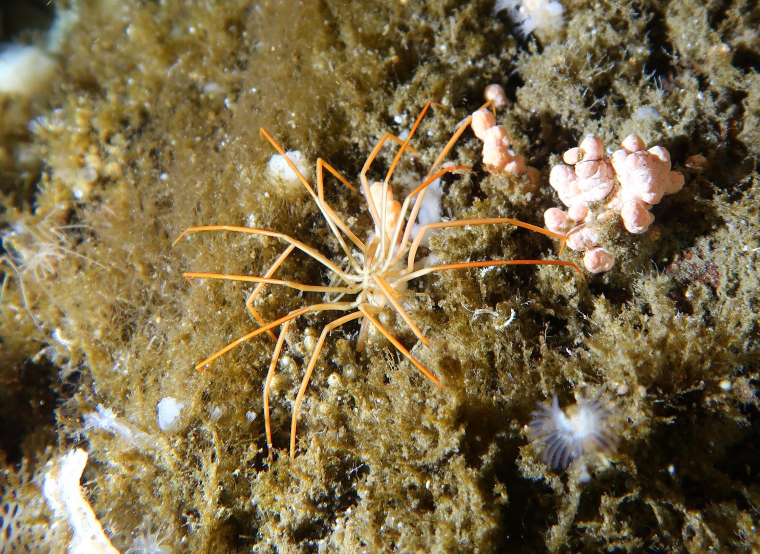 A yellow, multi-legged giant Antarctic sea spider.