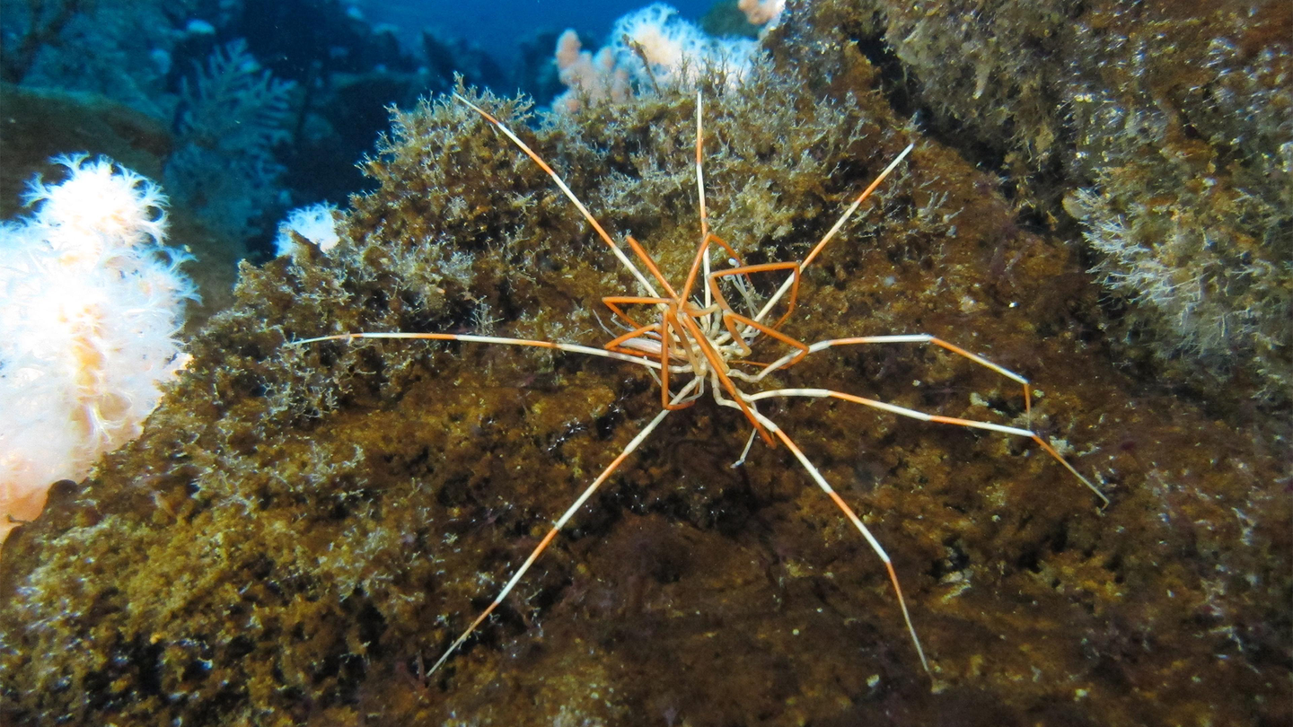 Giant Antarctic sea spiders can grow up to 20 inches wide.