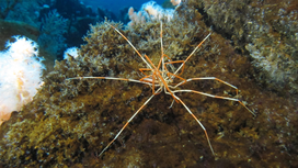 Giant Antarctic sea spiders’ reproductive mystery solved after 140 years of confusion