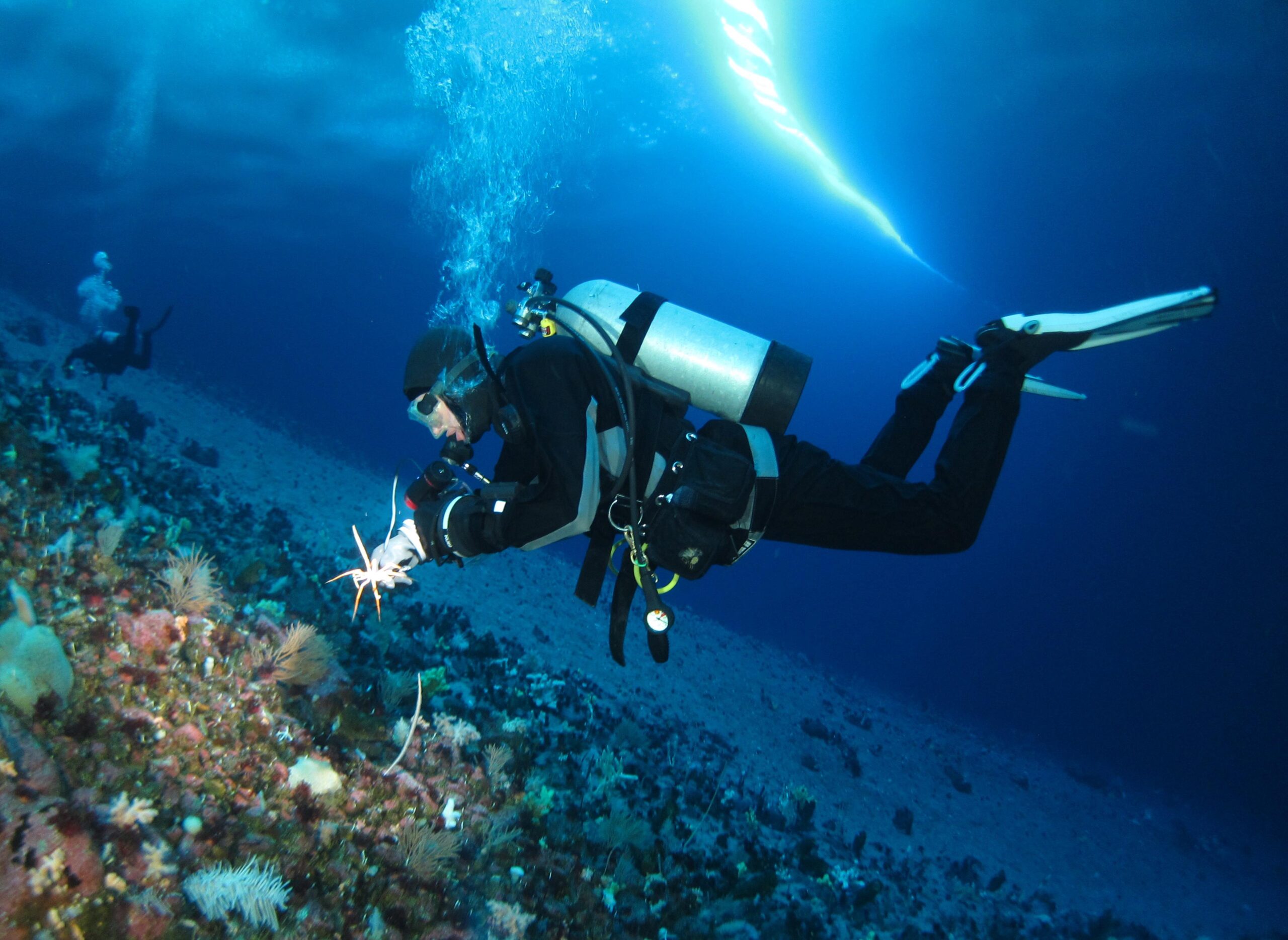 Moran on a research dive, picking up a large sea spider. 