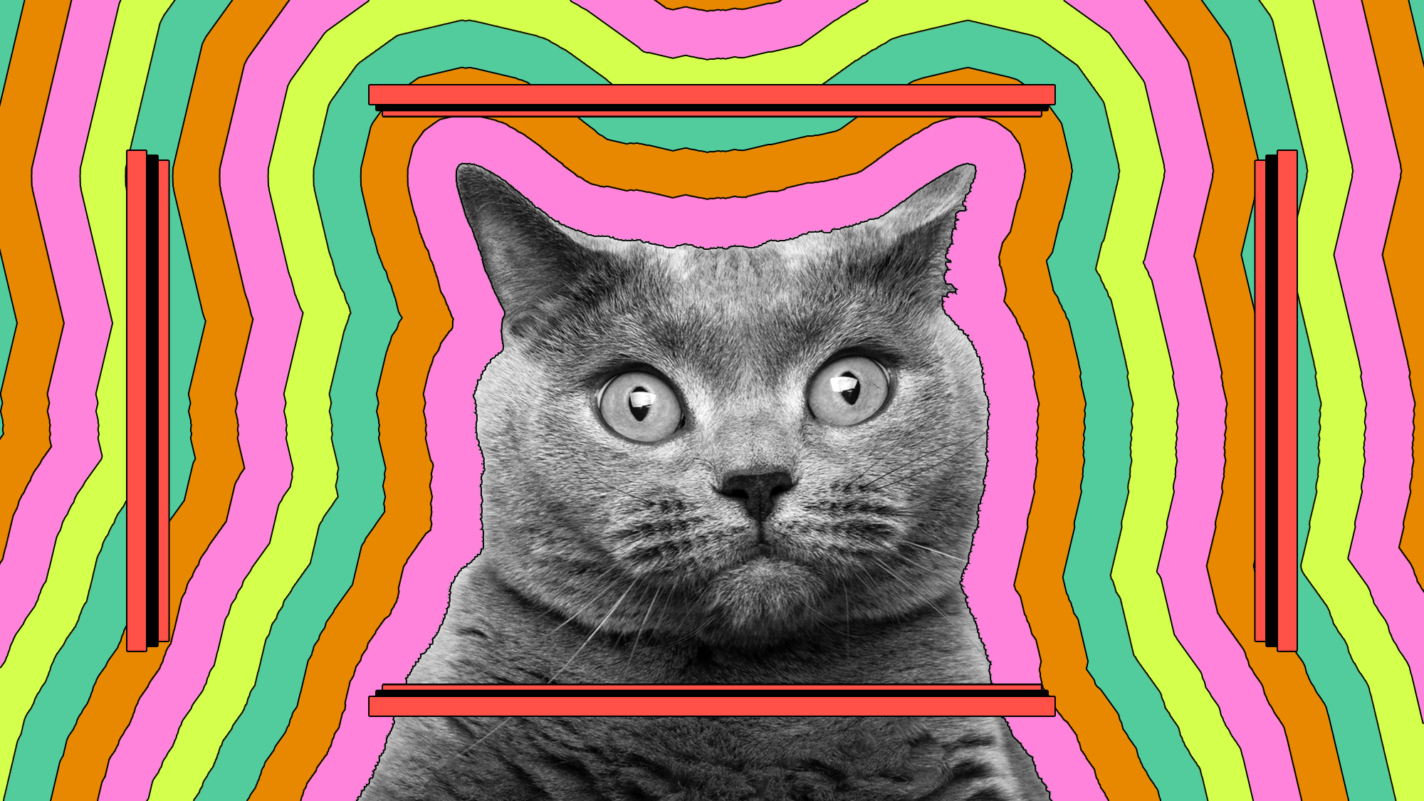 The mystery of cats and their love of imaginary boxes success street