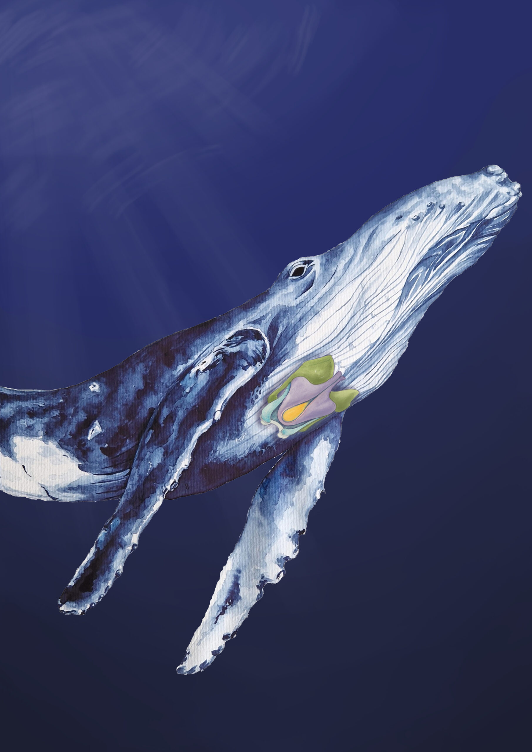 A painting of a humpback whale, indicating the cartilages of the larynx. 
