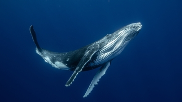 We finally know how baleen whales make noise