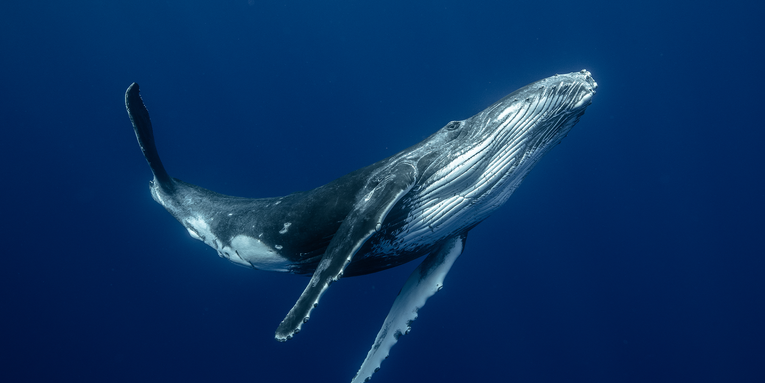 We finally know how baleen whales make noise