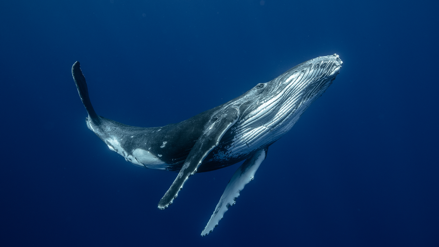A single humpback whale calf swimming in the waters off of French Polynesia.