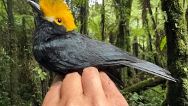 ‘Lost Bird’ not seen in 20 years photographed for the first time