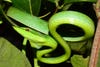 A green vine snake (Oxybelis fulgidus) in Brazil. This mildly-venomous species is known to eat frogs, lizards, and birds. CREDIT: Ivan Prates, University of Michigan
