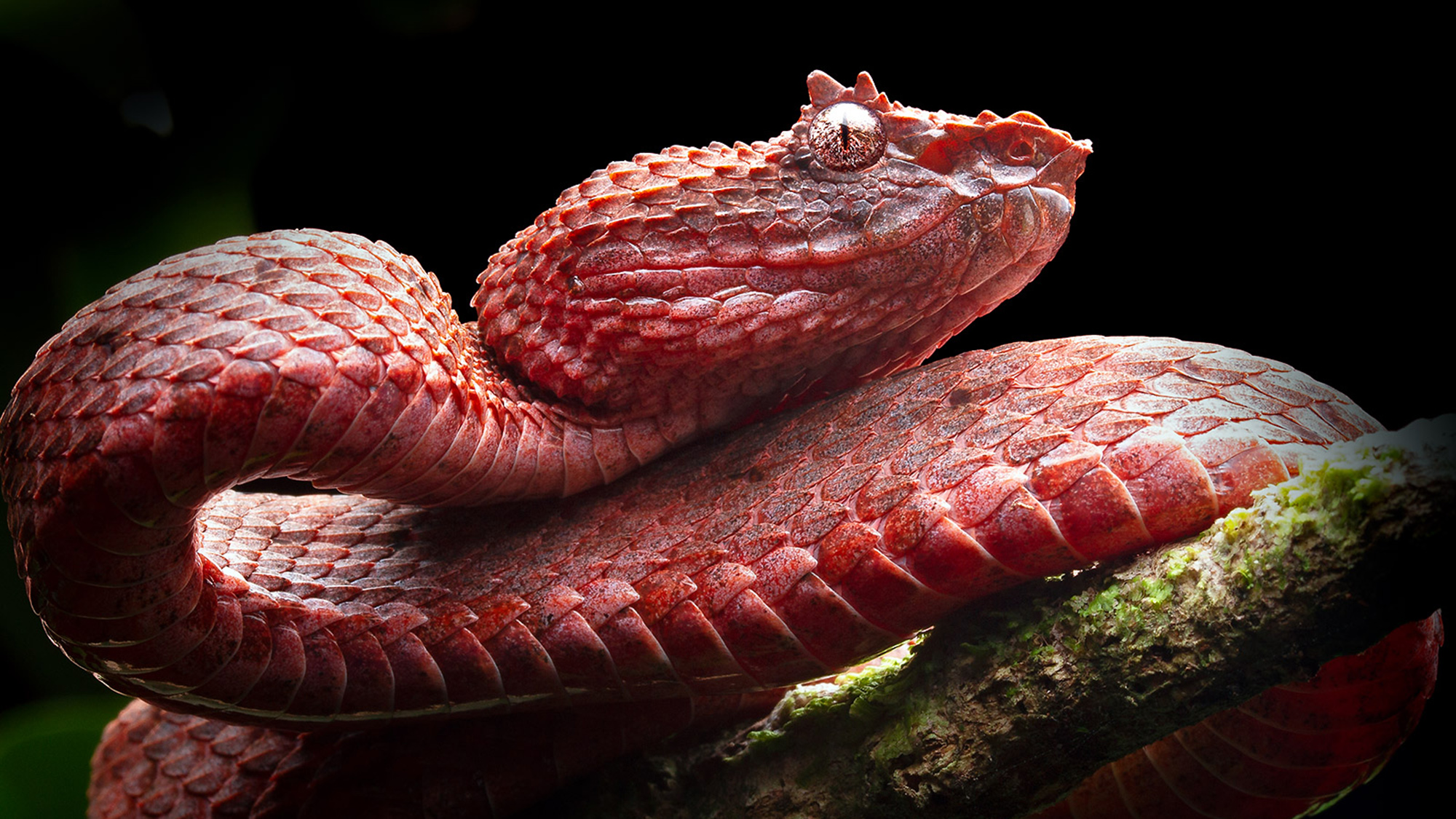 An eyelash pitviper from the New Wold tropics.