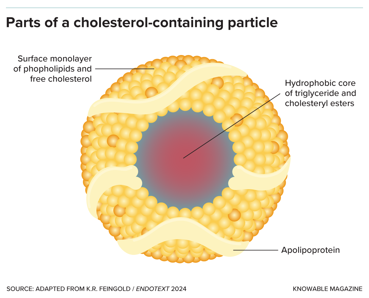 Lipoprotein particles are made up of a core containing fat in the form of triglycerides and cholesterol in the form of cholesteryl esters, surrounded by phospholipids, free cholesterol molecules and apolipoprotein. Credit: Knowable Magazine