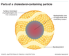Lipoprotein particles are made up of a core containing fat in the form of triglycerides and cholesterol in the form of cholesteryl esters, surrounded by phospholipids, free cholesterol molecules and apolipoprotein. Credit: Knowable Magazine
