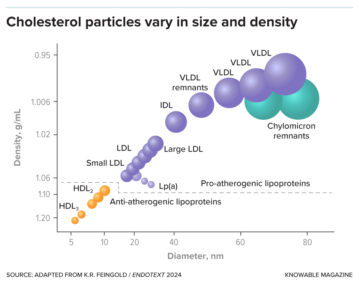 Depending on their composition, lipoprotein particles can be of different sizes and densities, from small and dense like HDL to large and less dense like chylomicrons and VLDL. Credit: Knowable Magazine