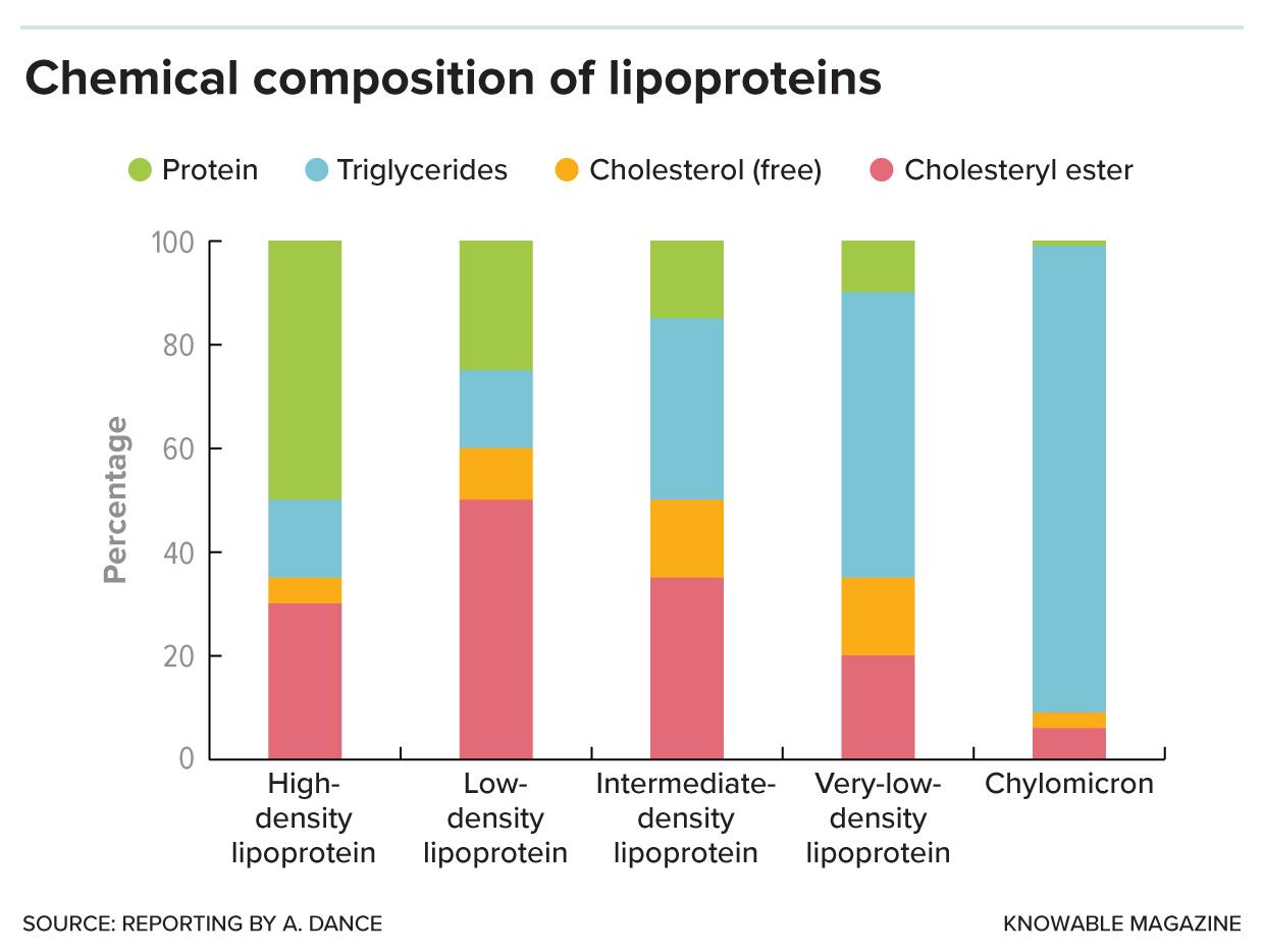 Lipoproteins are made up of protein, fat in the form of triglycerides, and cholesterol — both free cholesterol and a chemically modified, cholesteryl ester, form. The proportion of each varies with lipoprotein type. Credit: Knowable Magazine