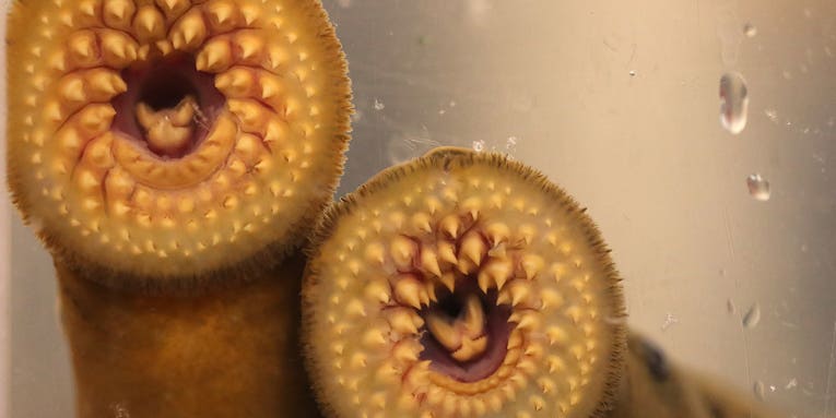 You might have more in common with the sea lamprey than you realize