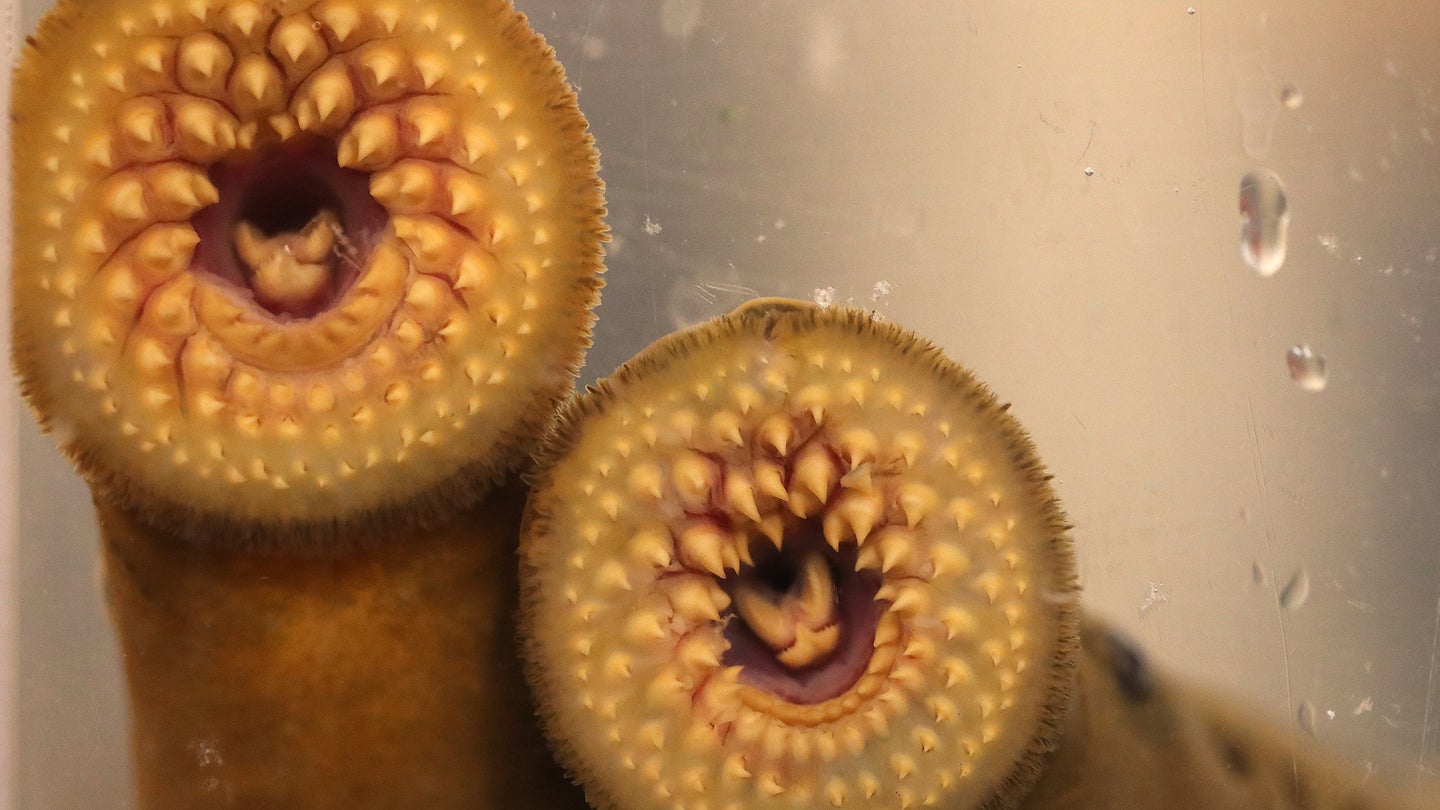 Two sea lampreys. They have circular heads with rows of teeth and a suction cup mouth at the center.