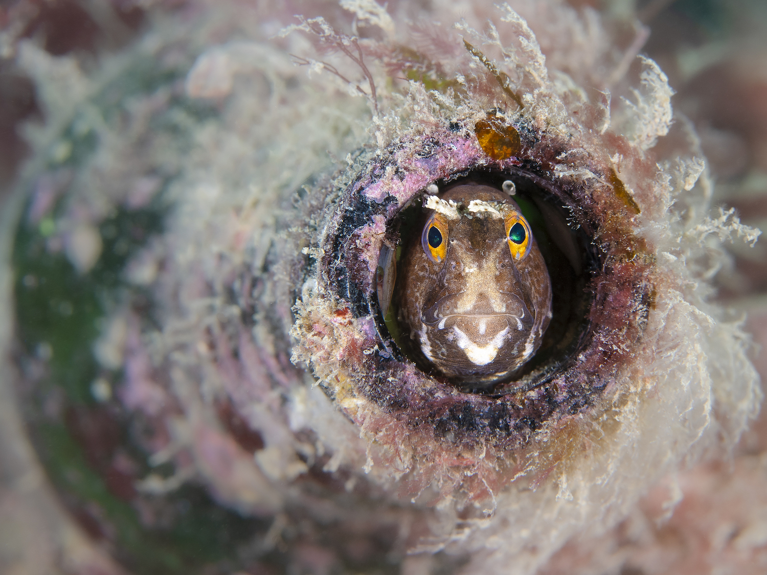 a small fish with yellow eyes peeks out from inside a glass bottle