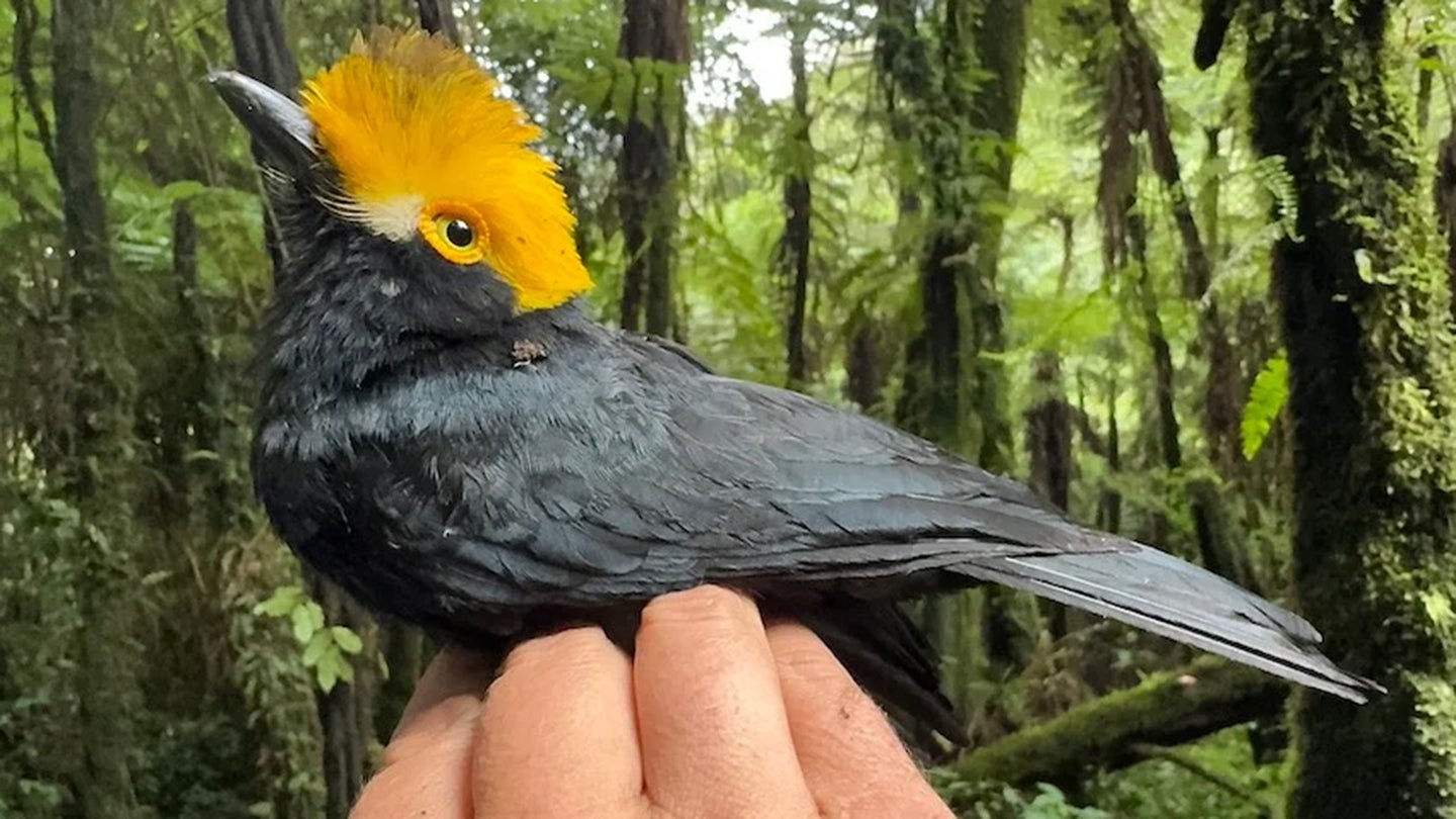 The first-ever photograph of the yellow-crested helmetshrike was taken during a recent six-week expedition led by scientists at The University of Texas at El Paso. 
