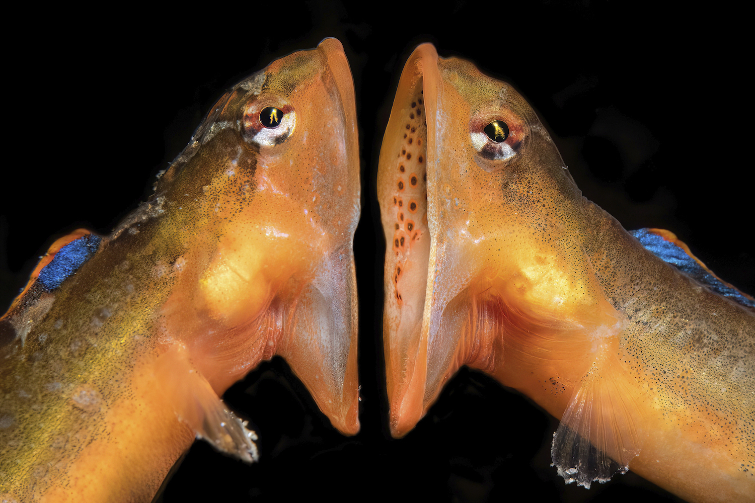 Two orange eel-like creatures face each other with their mouths gaping open