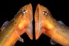 Two orange eel-like creatures face each other with their mouths gaping open
