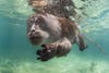 a grey monkey swims underwater