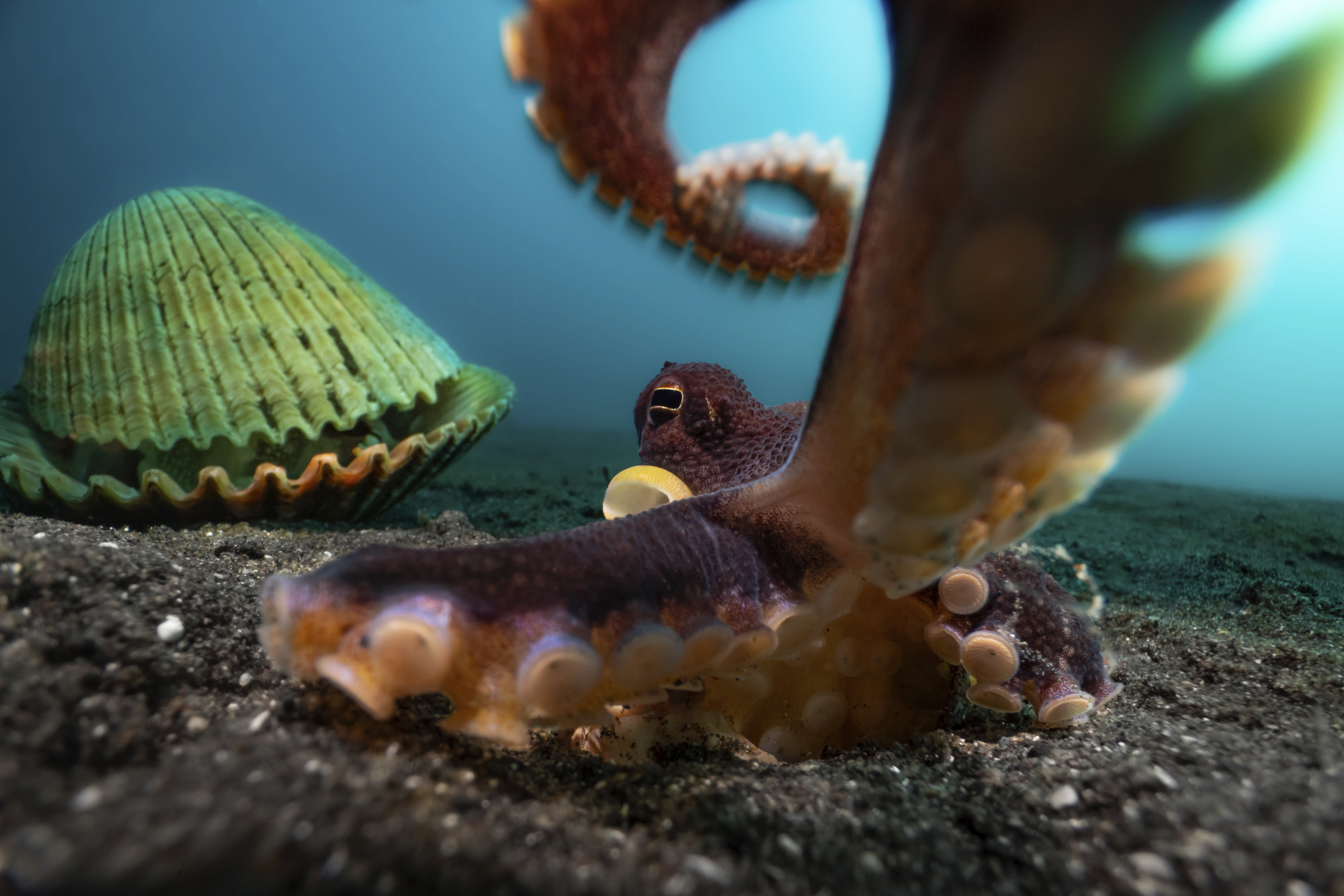 an octopus extends a tentacle towards the camera