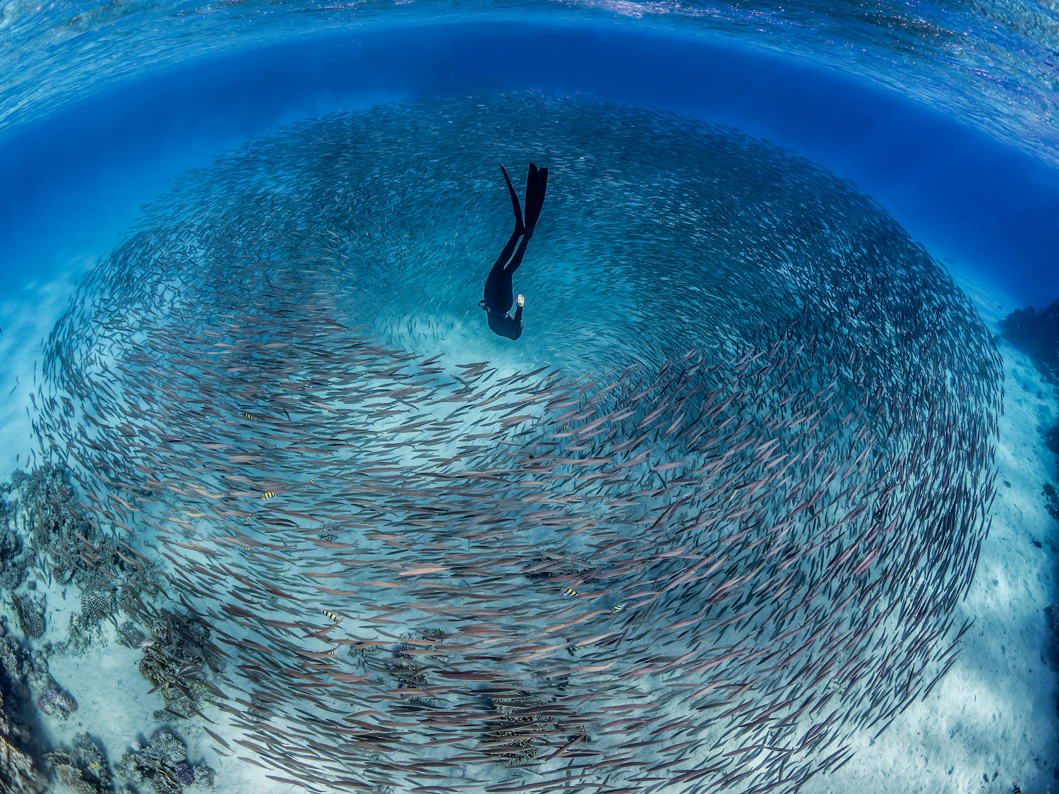A diver is encircled by thousands of baby barracudas