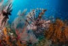 a brown and white striped lionfish swims against a backdrop of colorful coral