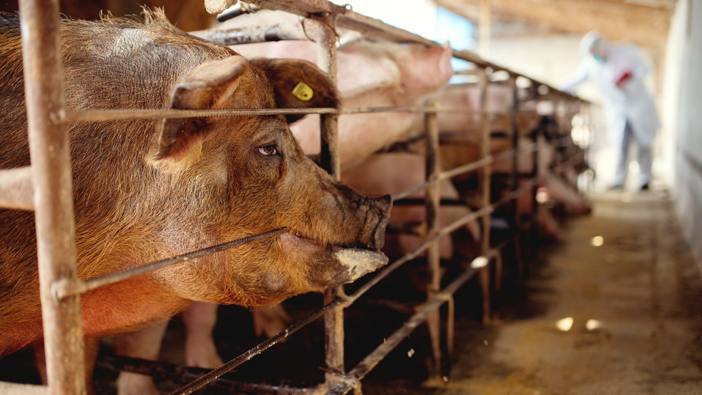 Pigs in sty at factory farm